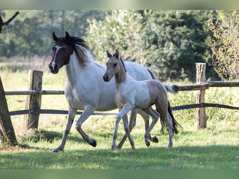 Mangalarga Marchador Étalon 1 Année Pinto in Welle