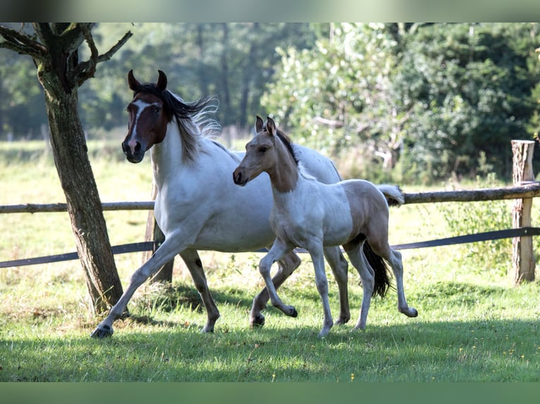 Mangalarga Marchador Étalon 1 Année Pinto in Welle