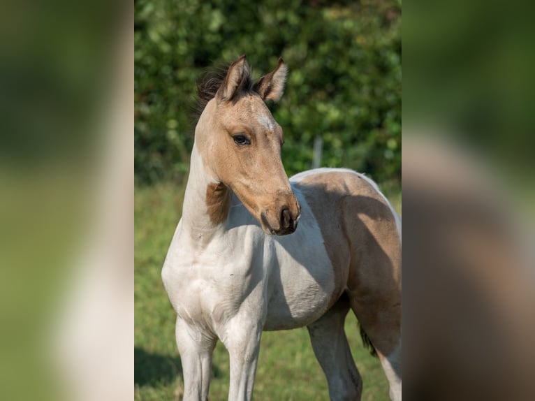 Mangalarga Marchador Étalon 1 Année Pinto in Welle