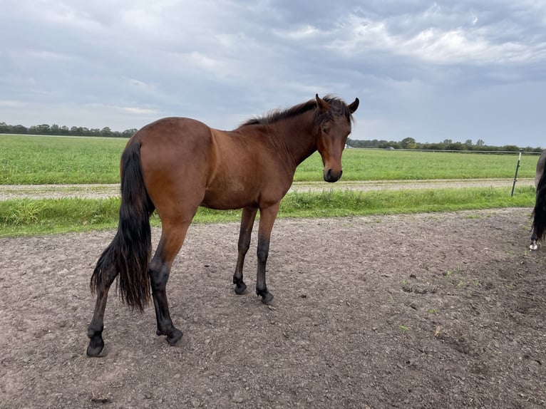 Mangalarga Marchador Étalon 2 Ans 149 cm Isabelle in Skærbæk