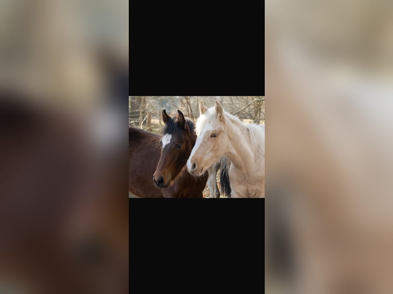 Mangalarga Marchador Étalon 2 Ans 152 cm Palomino in Welle