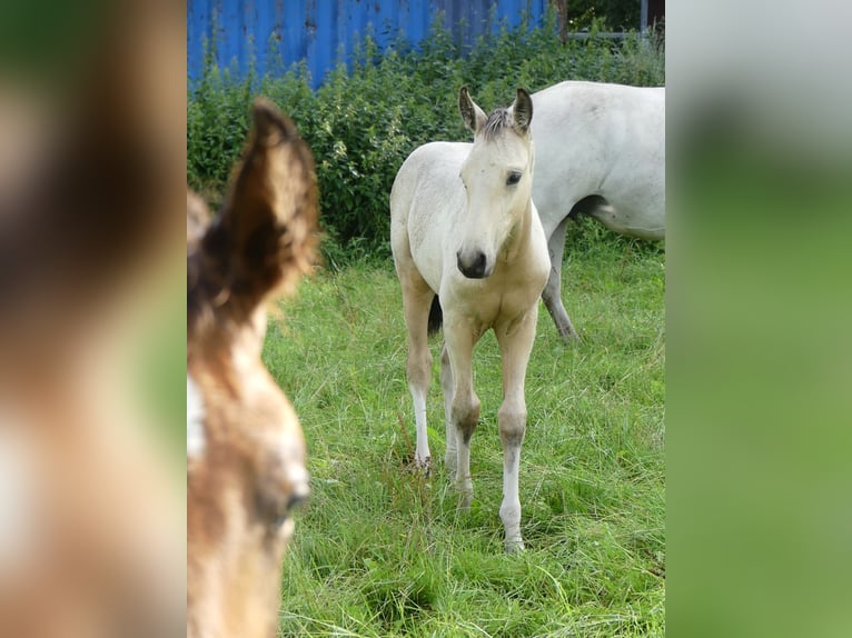 Mangalarga Marchador Étalon 2 Ans 155 cm Pinto in Neuenkirchen