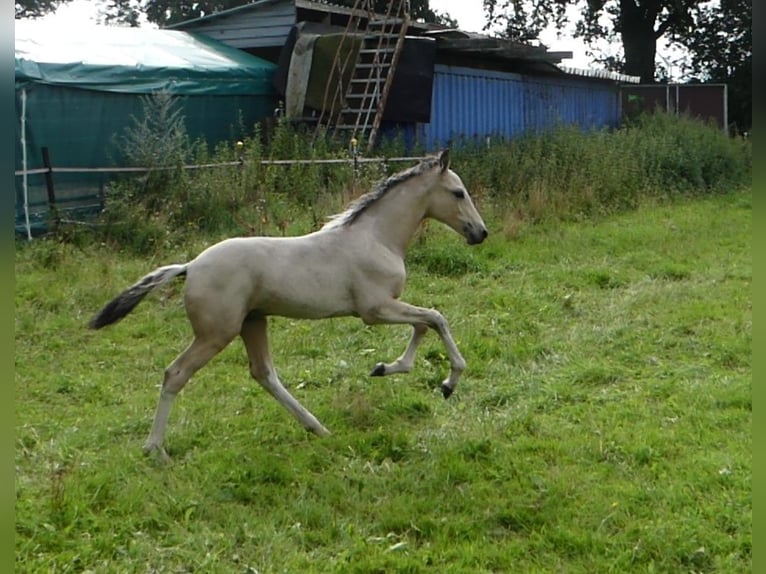 Mangalarga Marchador Étalon 2 Ans 155 cm Pinto in Neuenkirchen