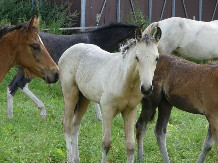 Mangalarga Marchador Étalon 2 Ans 155 cm Pinto in Neuenkirchen