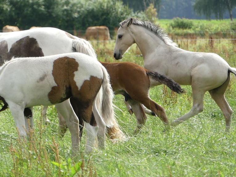 Mangalarga Marchador Étalon 2 Ans 155 cm Pinto in Neuenkirchen