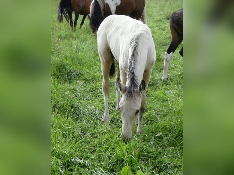 Mangalarga Marchador Étalon 2 Ans 155 cm Pinto in Neuenkirchen