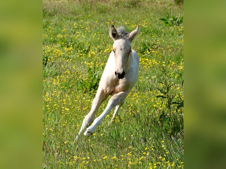 Mangalarga Marchador Étalon 2 Ans 155 cm Pinto in Neuenkirchen