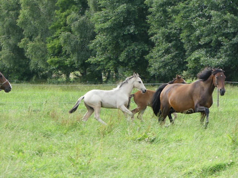 Mangalarga Marchador Étalon 2 Ans 155 cm Pinto in Neuenkirchen