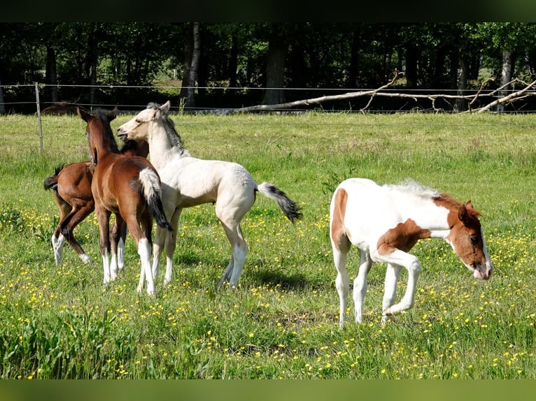 Mangalarga Marchador Étalon 2 Ans 155 cm Pinto in Neuenkirchen