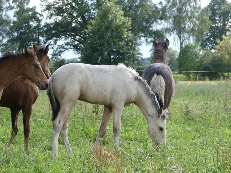 Mangalarga Marchador Étalon 2 Ans 155 cm Pinto in Neuenkirchen