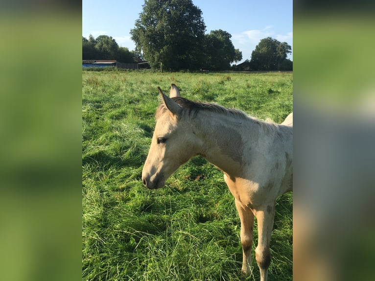 Mangalarga Marchador Étalon 2 Ans 155 cm Pinto in Neuenkirchen