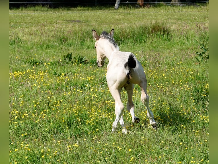 Mangalarga Marchador Étalon 2 Ans 155 cm Pinto in Neuenkirchen