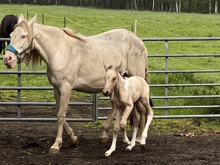 Mangalarga Marchador Étalon 2 Ans 155 cm Pinto in Neuenkirchen