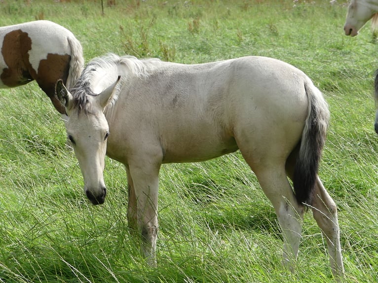 Mangalarga Marchador Étalon 2 Ans 155 cm Pinto in Neuenkirchen