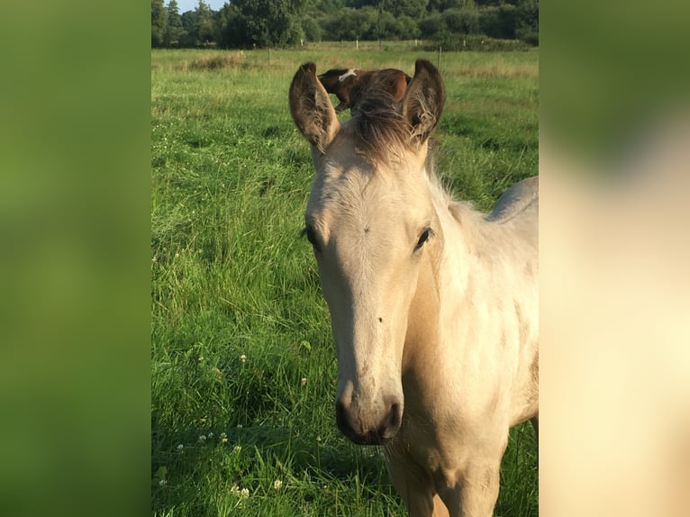 Mangalarga Marchador Étalon 2 Ans 155 cm Pinto in Neuenkirchen