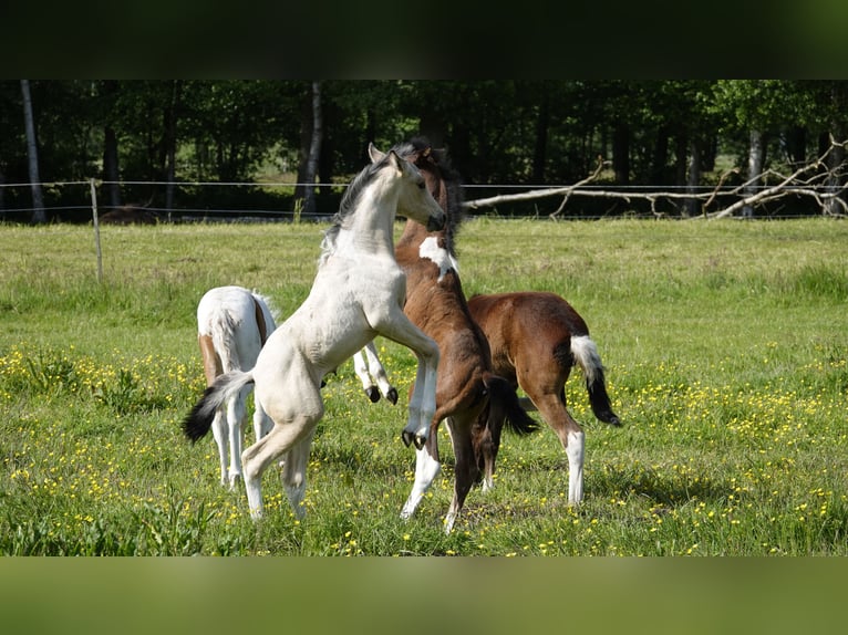 Mangalarga Marchador Étalon 2 Ans 155 cm Pinto in Neuenkirchen