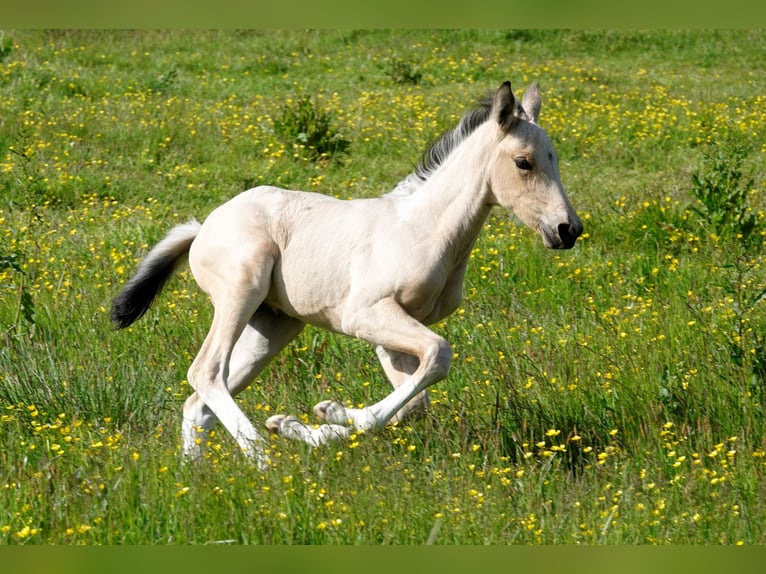 Mangalarga Marchador Étalon 2 Ans 155 cm Pinto in Neuenkirchen