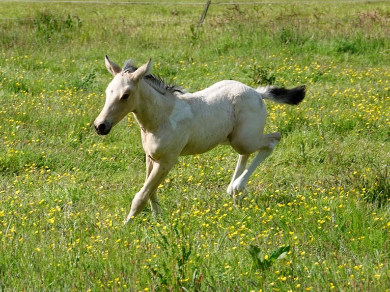 Mangalarga Marchador Étalon 2 Ans 155 cm Pinto in Neuenkirchen