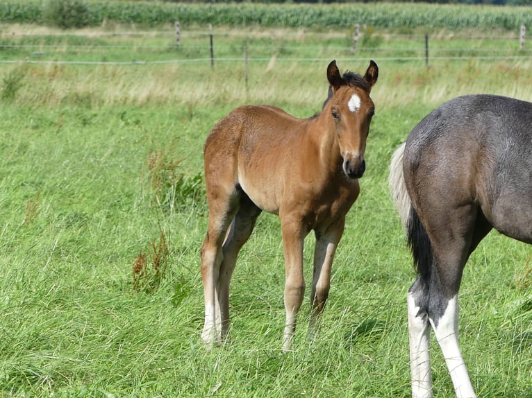 Mangalarga Marchador Étalon 2 Ans 156 cm Bai in Neuenkirchen