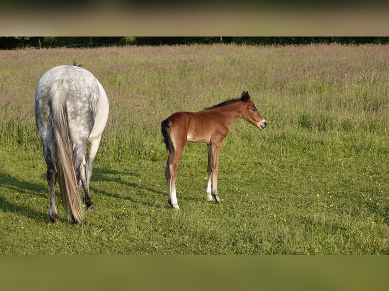 Mangalarga Marchador Étalon 2 Ans 156 cm Bai in Neuenkirchen