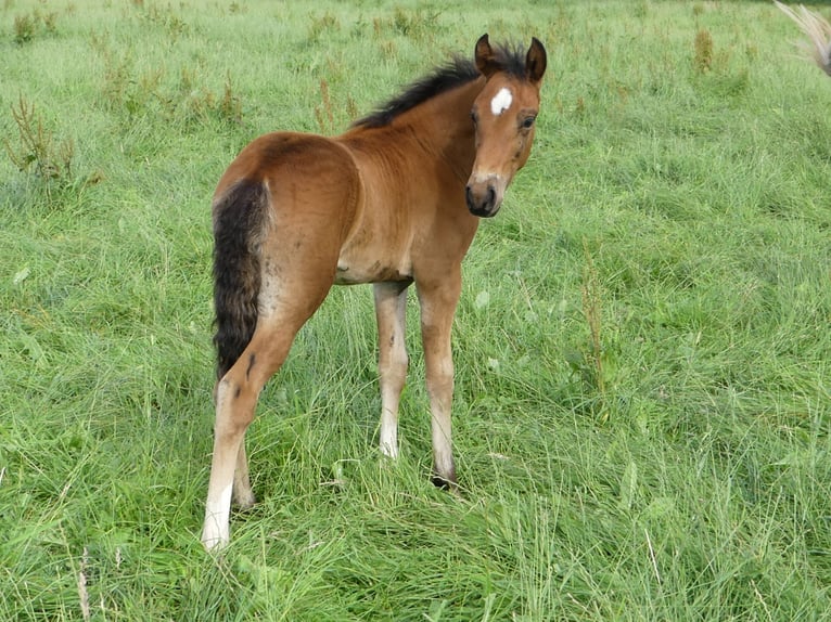 Mangalarga Marchador Étalon 2 Ans 156 cm Bai in Neuenkirchen