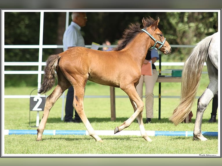 Mangalarga Marchador Étalon 2 Ans 156 cm Bai in Neuenkirchen