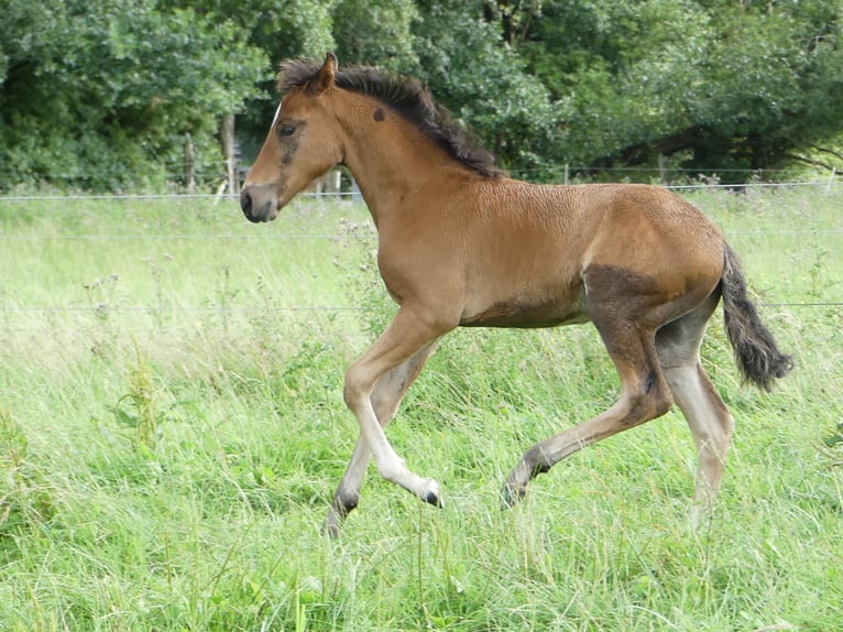 Mangalarga Marchador Étalon 2 Ans 156 cm Bai in Neuenkirchen