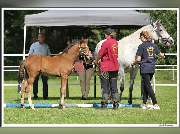 Mangalarga Marchador Étalon 2 Ans 156 cm Bai in Neuenkirchen