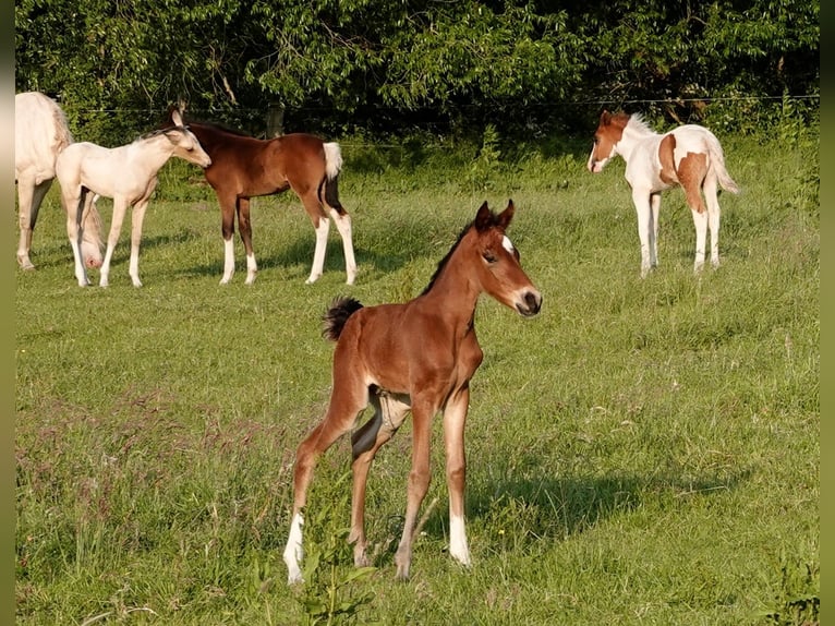 Mangalarga Marchador Étalon 2 Ans 156 cm Bai in Neuenkirchen