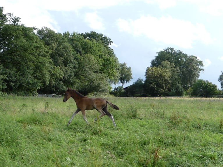 Mangalarga Marchador Étalon 2 Ans 156 cm Bai in Neuenkirchen