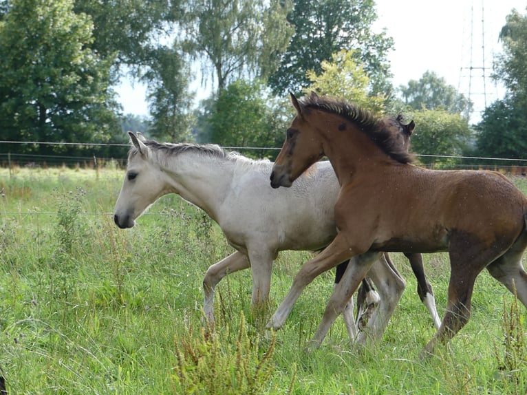 Mangalarga Marchador Étalon 2 Ans 156 cm Bai in Neuenkirchen