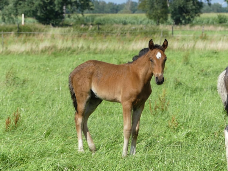 Mangalarga Marchador Étalon 2 Ans 156 cm Bai in Neuenkirchen