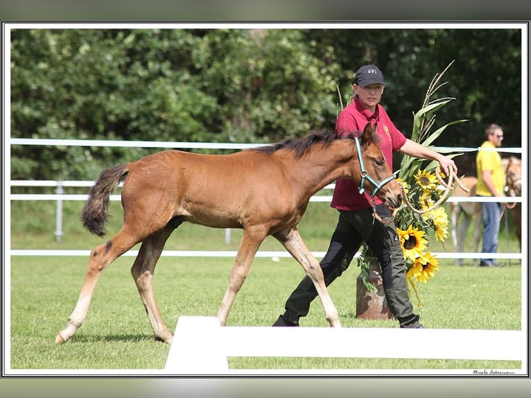 Mangalarga Marchador Étalon 2 Ans 156 cm Bai in Neuenkirchen