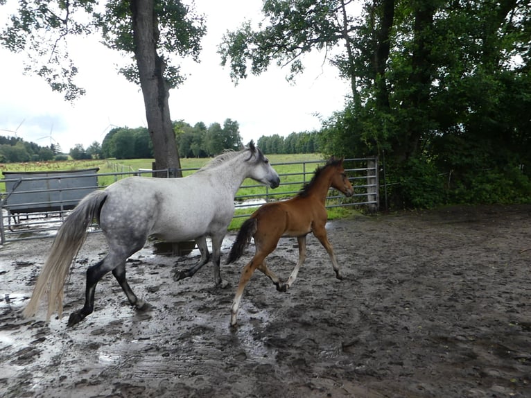 Mangalarga Marchador Étalon 2 Ans 156 cm Bai in Neuenkirchen