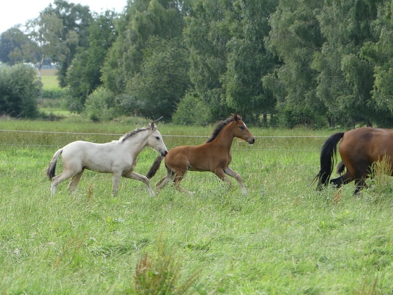 Mangalarga Marchador Étalon 2 Ans 156 cm Bai in Neuenkirchen