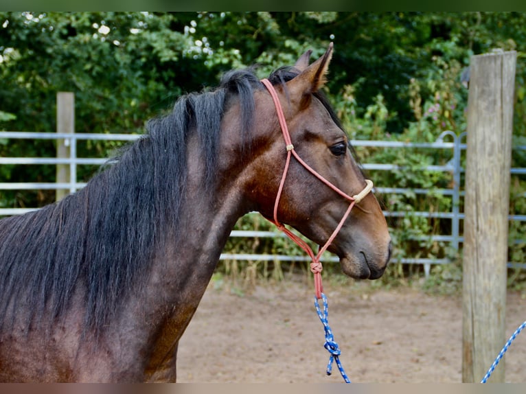 Mangalarga Marchador Croisé Étalon 3 Ans Bai in Morsbach