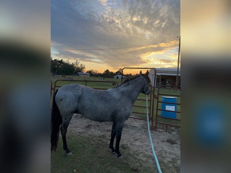 Mangalarga Marchador Étalon 4 Ans 152 cm Rouan Bleu in Lexington