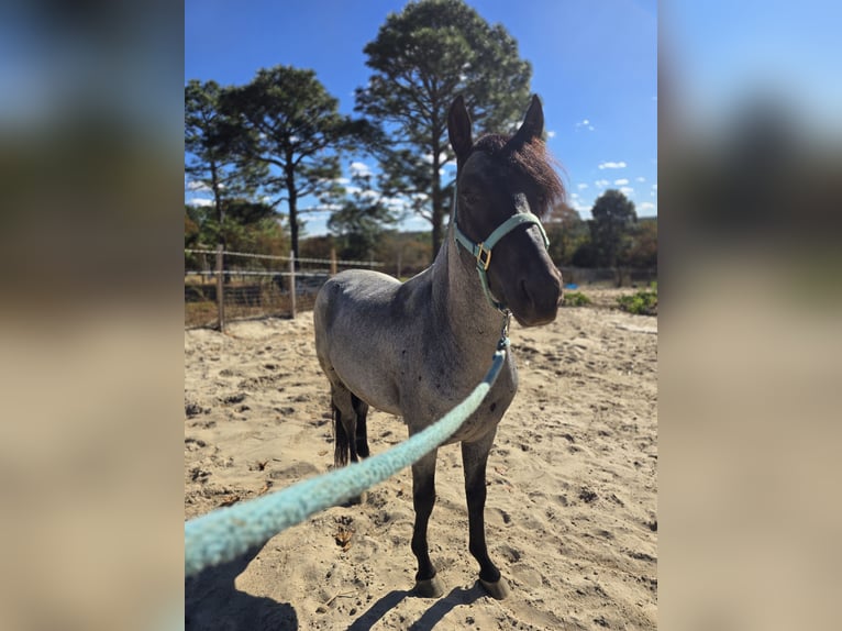 Mangalarga Marchador Étalon 4 Ans 152 cm Rouan Bleu in Lexington
