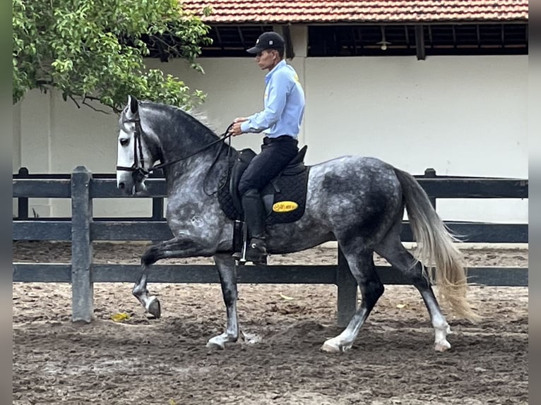 Mangalarga Marchador Étalon 6 Ans 156 cm Gris in Mörlenbach