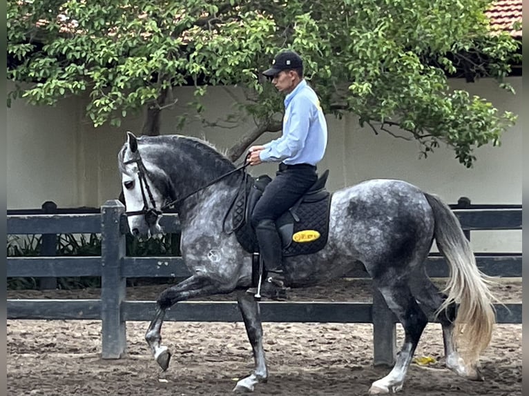 Mangalarga Marchador Étalon 6 Ans 156 cm Gris in Mörlenbach