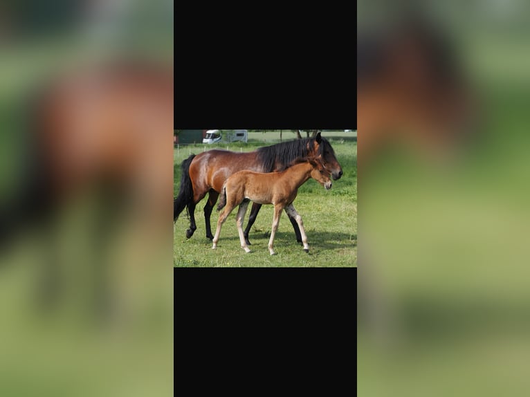 Mangalarga Marchador Étalon Poulain (04/2026) 155 cm Bai in Welle