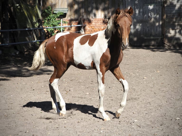 Mangalarga Marchador Étalon Poulain (03/2026) 156 cm Pinto in Welle