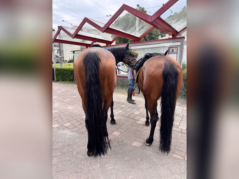 Mangalarga Marchador Gelding 13 years 14,3 hh Brown in Gernsbach