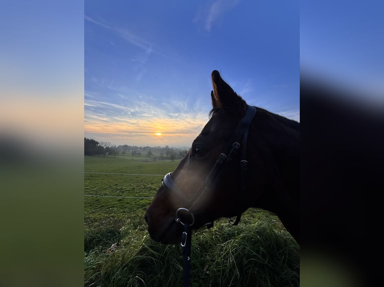 Mangalarga Marchador Gelding 13 years 14,3 hh Brown in Gernsbach