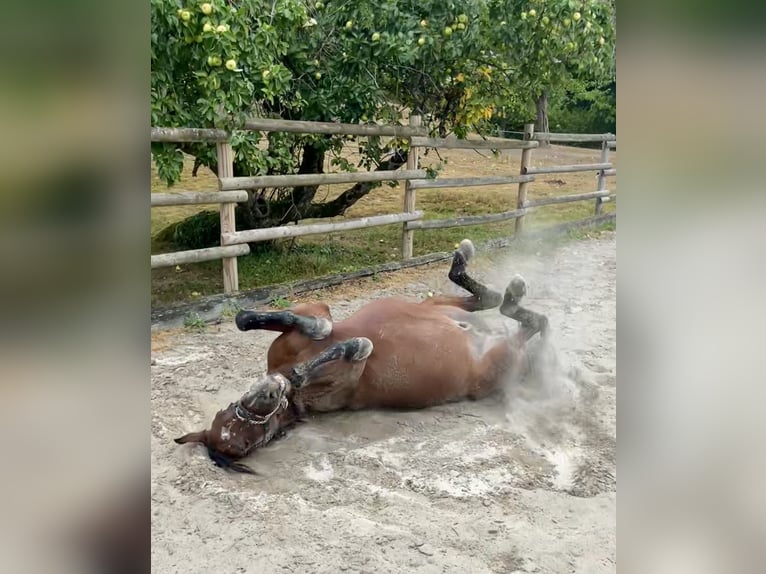 Mangalarga Marchador Gelding 13 years 14,3 hh Brown in Gernsbach