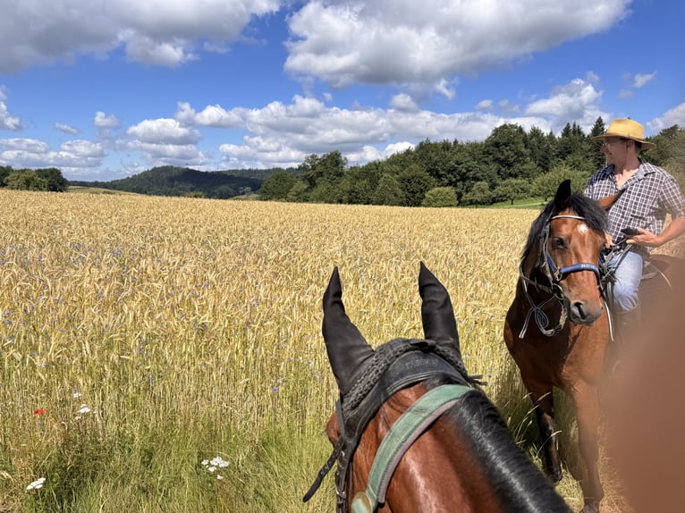 Mangalarga Marchador Gelding 13 years 14,3 hh Brown in Gernsbach