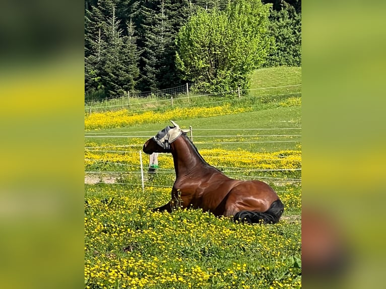 Mangalarga Marchador Gelding 13 years 14,3 hh Brown in Gernsbach