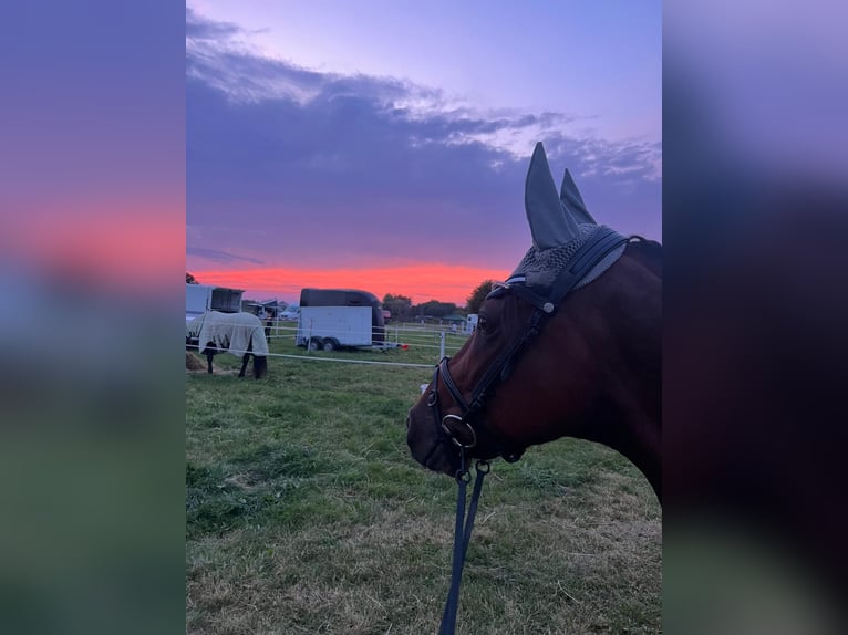 Mangalarga Marchador Gelding 13 years 14,3 hh Brown in Gernsbach