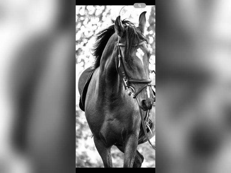 Mangalarga Marchador Gelding 13 years 14,3 hh Brown in Gernsbach