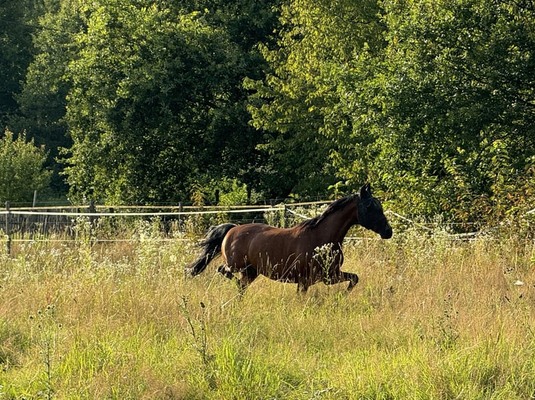 Mangalarga Marchador Gelding 13 years 14,3 hh Brown in Gernsbach